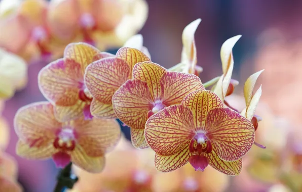 Picture macro, sprig, Orchid, flowers, bokeh, Phalaenopsis