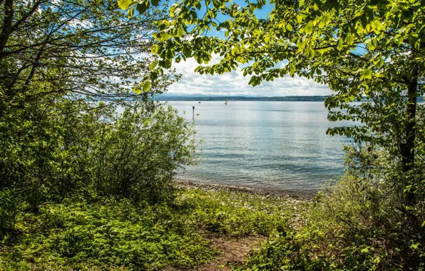 Summer, the sun, trees, river, Germany, coast, Germany, rivers