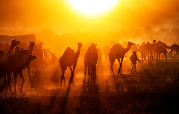 India, the camel fair, Pushkar Mela