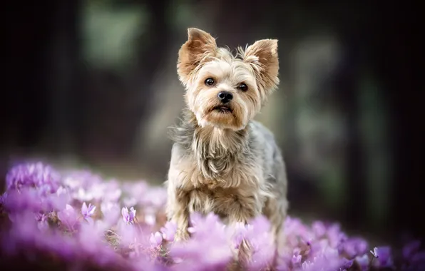 Picture forest, nature, background, glade, dog, spring, baby, crocuses