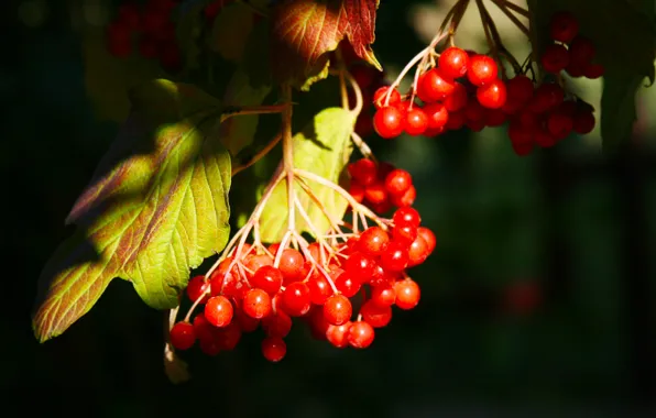 Picture leaves, berries, bunch, Kalina