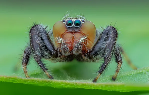 Eyes, macro, leaf, spider, green background, jumper, jumper, spider