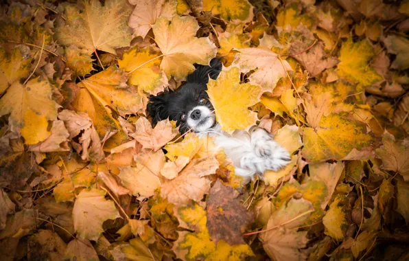 Picture autumn, look, leaves, nature, background, foliage, legs, dog