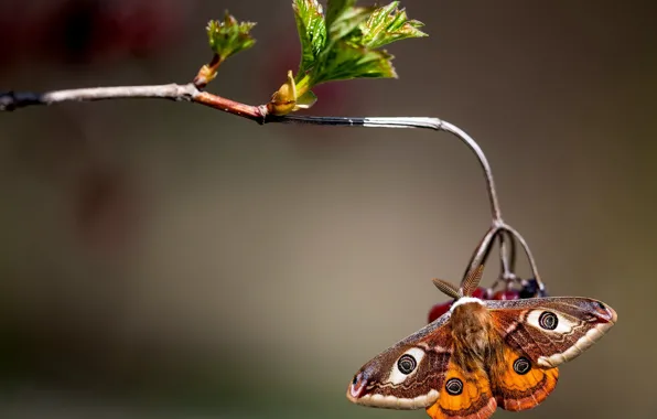 Picture macro, butterfly, branch, Small Emperor moth