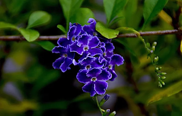 Picture leaves, flowers, nature, branch, duranta