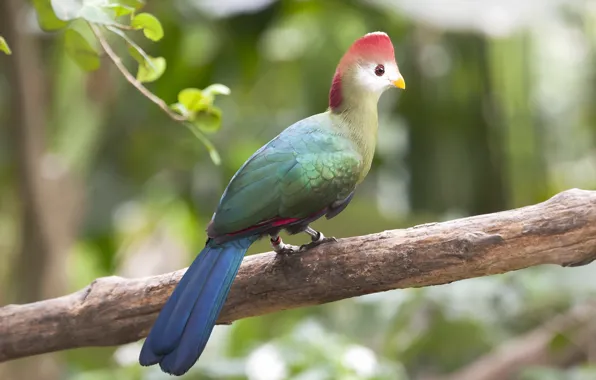 Picture nature, bird, Red-crested Turaco