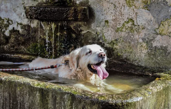 Summer, each, heat, dog