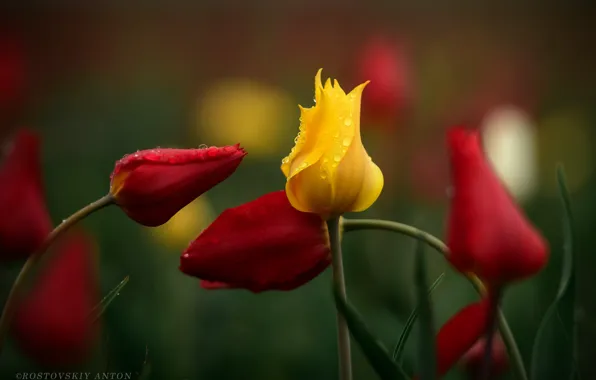 ROSA, WATER, DROPS, MACRO, BUDS, TULIPS