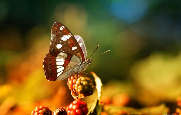 Picture macro, berries, butterfly, insect
