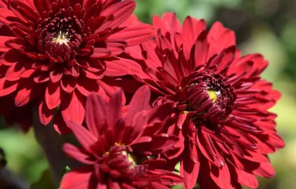 Autumn, widescreen Wallpaper, chrysanthemum, Burgundy, flower (flowers)