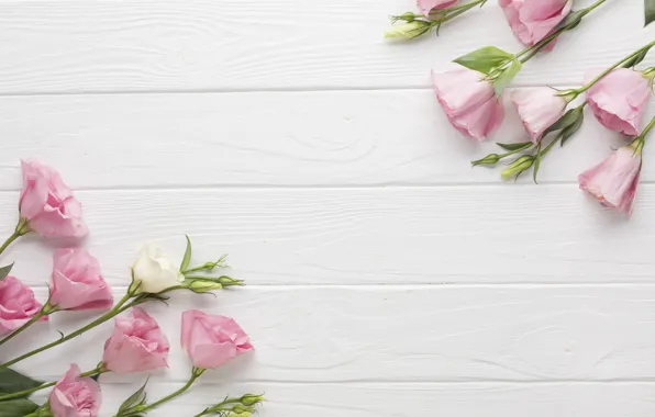Flowers, background, eustoma