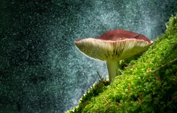 Picture close-up, mushroom, moss