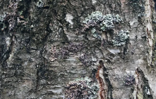 Tree, birch, texture, Bark