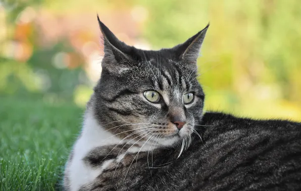 Picture cat, grass, cat, look, face, pose, grey, background
