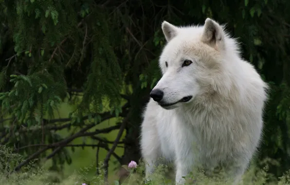 Forest, white, look, branches, nature, pose, the dark background, wolf