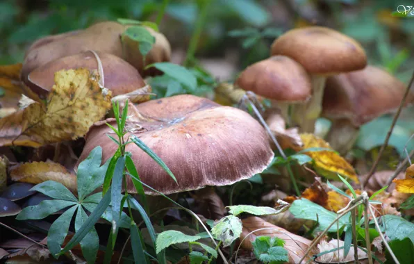 Autumn, Forest, Mushrooms