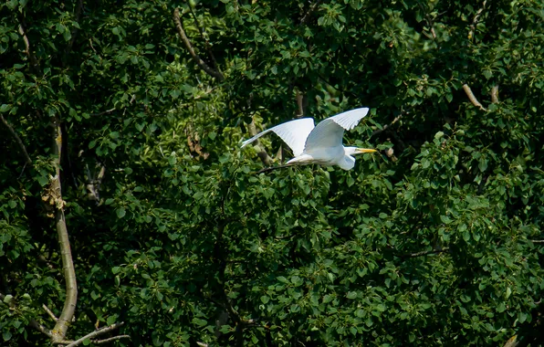 Summer, flight, birds, white egret, photohunt