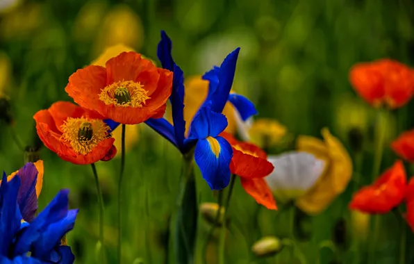 Summer, flowers, Mac, irises, flowering