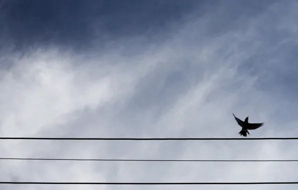 The sky, bird, wire