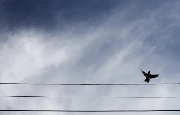 Picture the sky, bird, wire