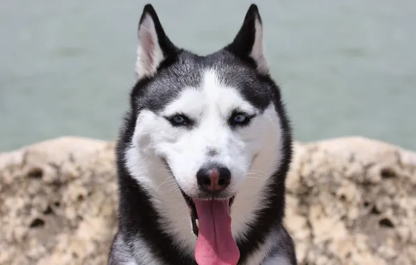 Language, look, each, dog, husky, dog, husky, friend