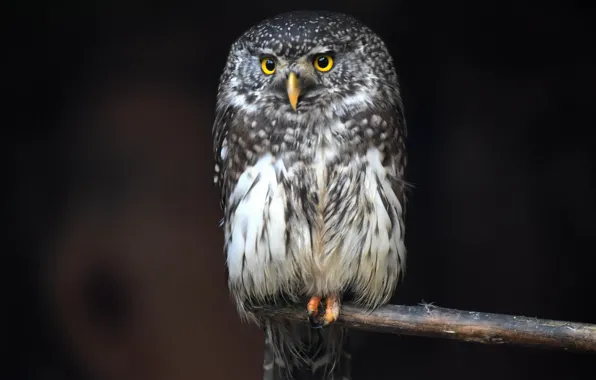 Picture eyes, branches, owl