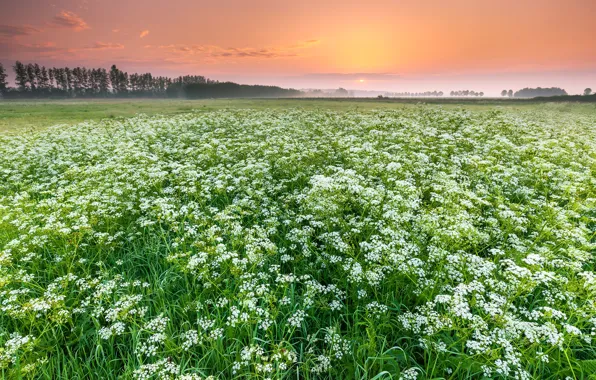 Picture field, summer, sunset, fog