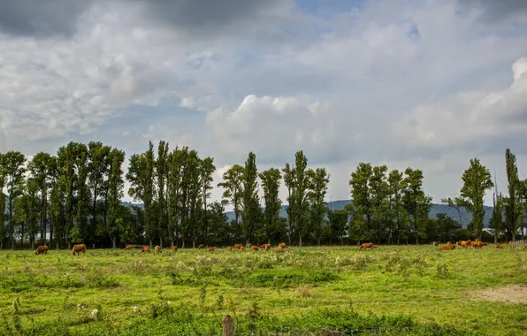 Grass, clouds, nature, photo, Germany, cows, meadow, Glees