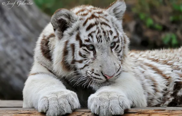 Picture predator, white tiger, young tiger
