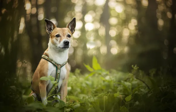 Greens, glare, dog, bokeh, Luna