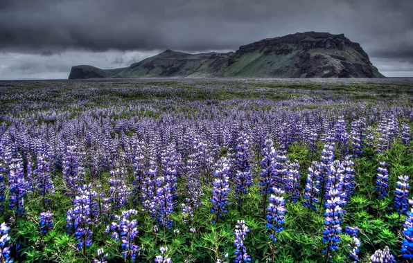 Field, summer, the sky, flowers, mountains, clouds, blue, a lot