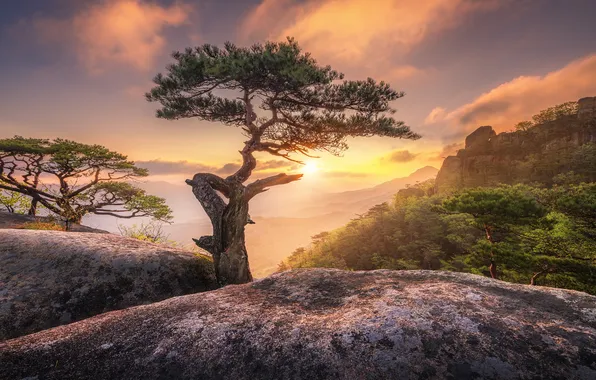 Nature, fog, tree, dawn, morning