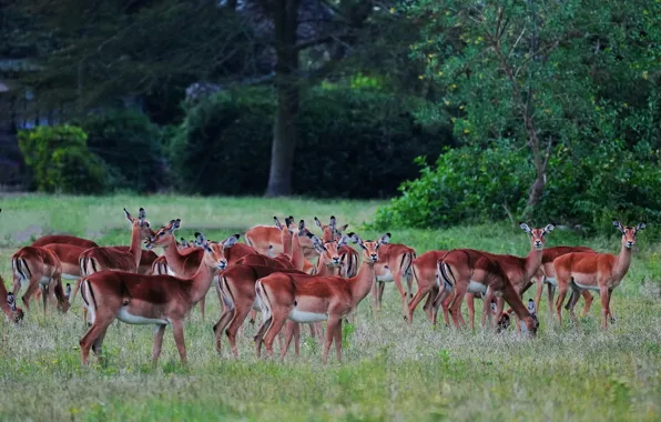Forest, nature, glade, a lot, the herd, antelope, Impala, African antelope