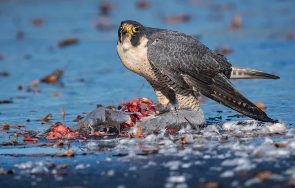 Nature, bird, the victim, predator, meat, Falcon, pond, blue background