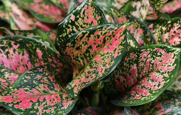 Picture leaves, plant, aglaonema