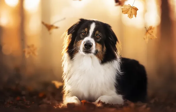 Autumn, each, dog