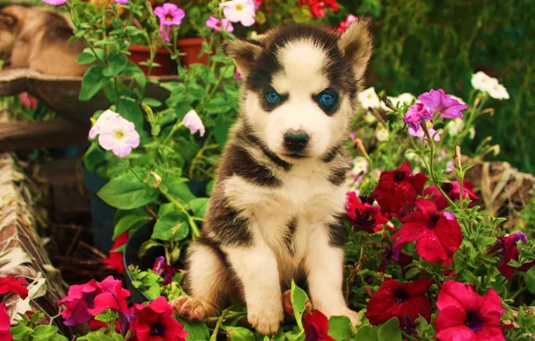 Look, flowers, Dog, puppy, evil, art, blue eyes