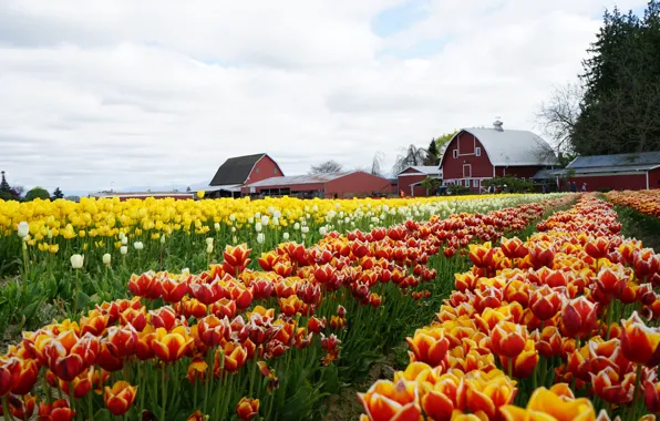 Field, the sky, clouds, flowers, bright, spring, yellow, village