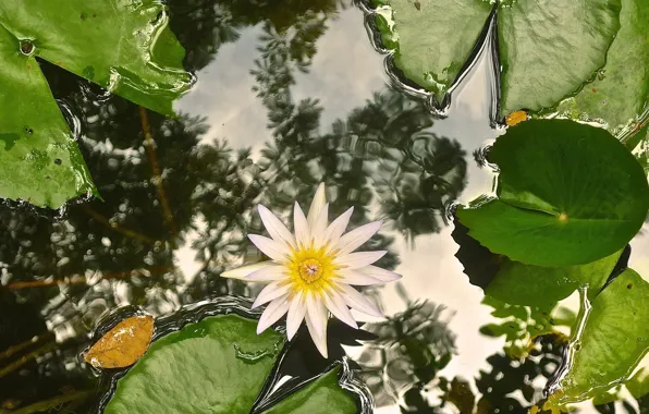 Leaves, water, Lily