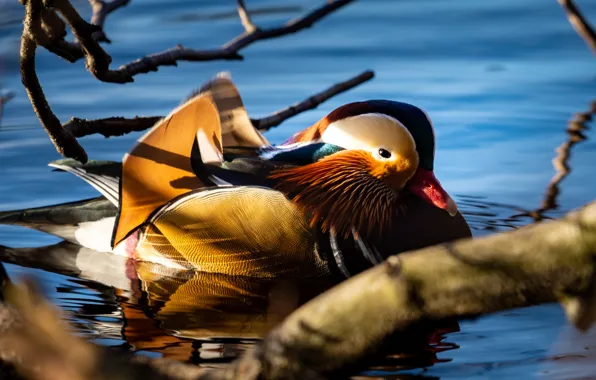 Picture water, light, trees, branches, duck, pond, blue background, swimming