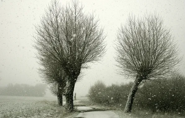 Picture road, snow, trees, landscape