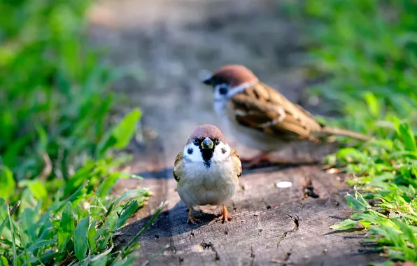 Grass, birds, pair, Board, sparrows