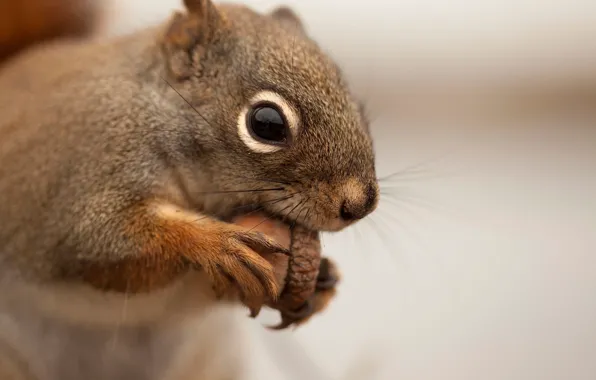 Picture acorn, protein, muzzle, blur