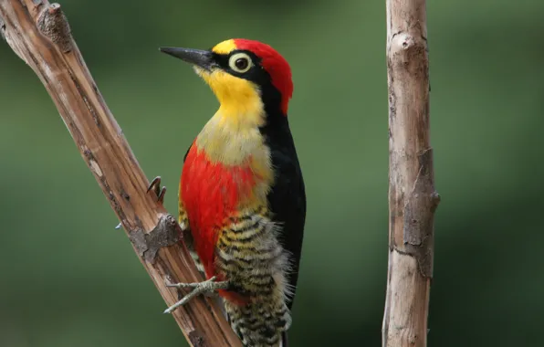 Picture Red, Yellow, Bird, Beak, Branch, Woodpecker