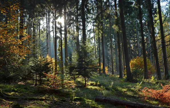 Forest, trees, sunlight