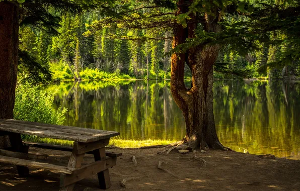 Greens, lake, tree, shore, table, summer day