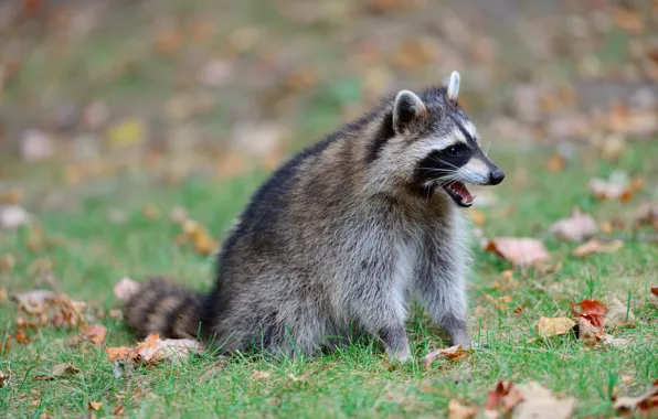Autumn, language, grass, leaves, glade, mouth, raccoon, sitting