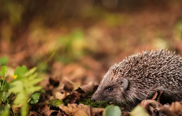 Wallpaper autumn, leaves, background, hedgehog images for desktop