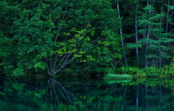 Picture forest, trees, lake, pond, thickets