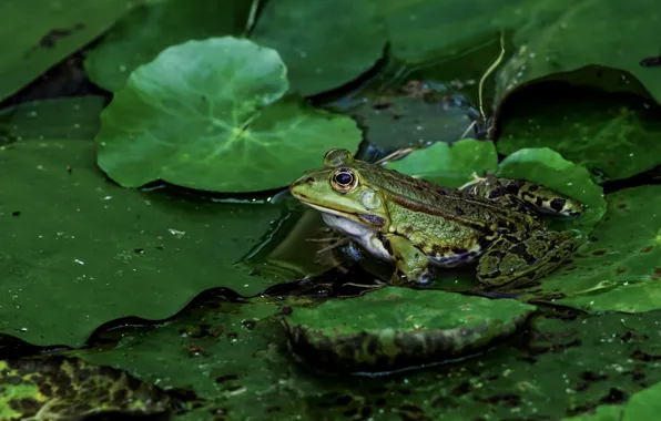 Picture greens, look, leaves, water, macro, lake, pond, frog